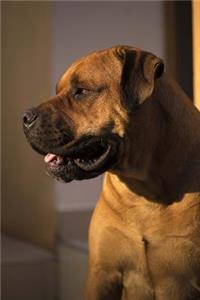 Boerboel Dog Profile Journal