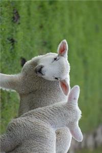 Two Little White Lambs in a Green Grass Field Journal