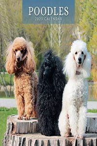 POODLES 2023 SQUARE WALL CALENDAR