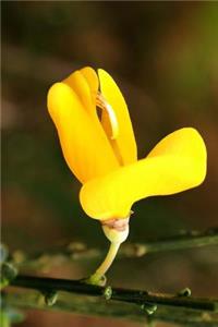 Ulex Gorse Flower Blooming Journal