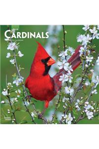 Cardinals 2019 Square