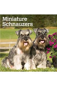 Schnauzers, Miniature Intl 2020 Square Wall Calendar
