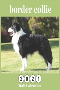 border collie