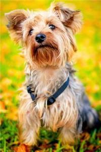 The Yorkshire Terrier Dog Journal