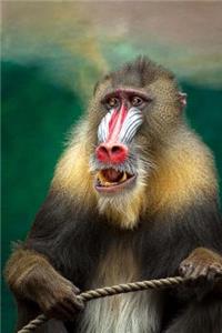 Mandrill Monkey Journal