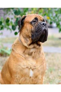 Bullmastiff