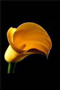 Flower Journal Floral Yellow Lily Black Background