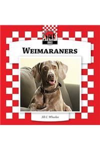 Weimaraners