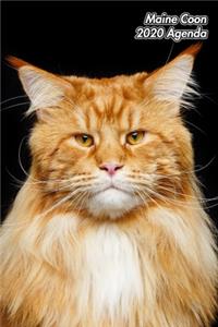 Maine Coon 2020 Agenda