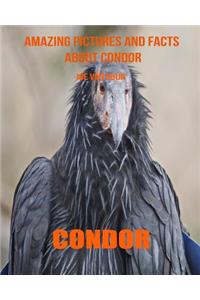 Condor: Amazing Pictures and Facts about Condor