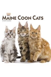 Maine Coon Cats 2021 Square