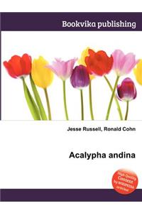 Acalypha Andina