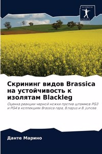 Скрининг видов Brassica на устойчивость к изоля