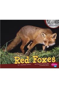 Red Foxes