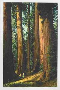 Vintage Journal Sequoia Trees