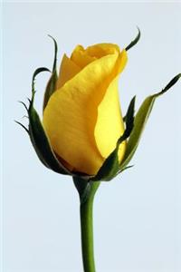 Single Fine Yellow Rose Journal