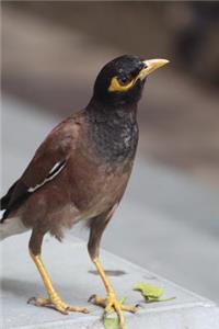Common Myna (Acridotheres Tristis) Bird Journal