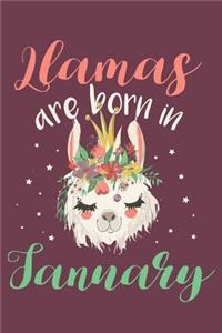 Llamas Are Born in January
