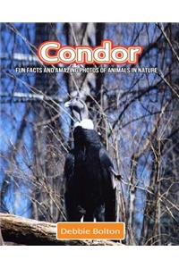 Condor: Fun Facts and Amazing Photos of Animals in Nature