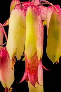 Goethe Plant Bryophyllum Pinnatum Flowers Journal