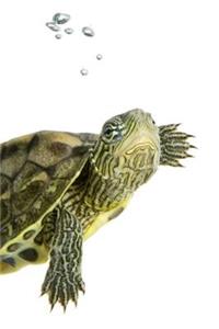 Turtle Notebook