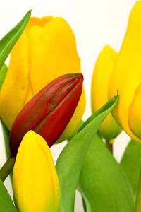 Tulip Notebook