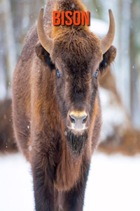 Bison