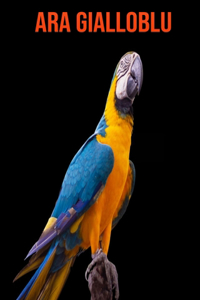 Ara gialloblu