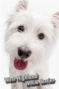 West Highland White Terrier