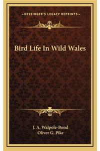 Bird Life in Wild Wales