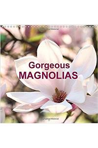 Gorgeous Magnolias 2018