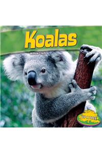 Koalas