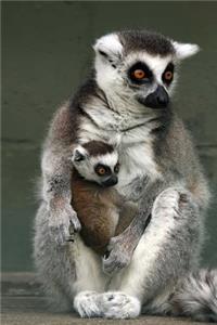 A Mother Ring-Tail Lemur and her Sweet Baby Journal