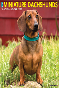 Just Miniature Dachshunds 2022 Wall Calendar (Dog Breed)