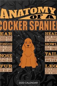 Anatomy Of A English Cocker Spaniel