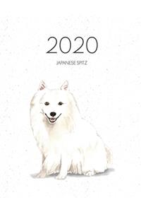 2020 Japanese Spitz