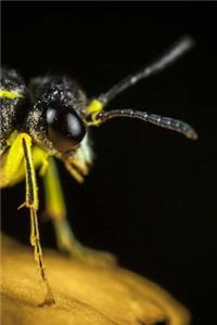 Insect Notebook