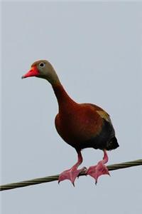 Black-Bellied Whistling Duck Journal (Dendrocygna Autumnalis)