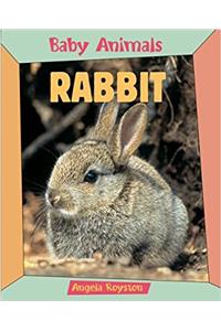 BABY ANIMALS RABBIT