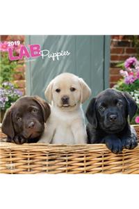 Labrador Retriever Puppies 2019 Square