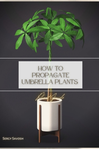 How to Propagate Umbrella Plants