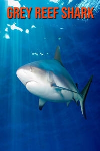 Grey Reef Shark