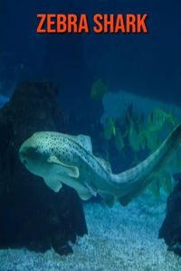 Zebra Shark