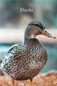 Ducks