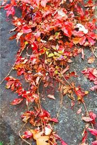 Journal Fall Colors Vines Leaves Rock
