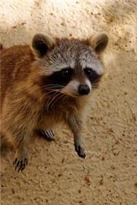 Raccoon Looking for a Handout Journal