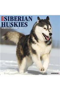Just Siberian Huskies 2020 Wall Calendar (Dog Breed Calendar)