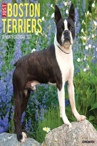Just Boston Terriers 2021 Wall Calendar (Dog Breed Calendar)