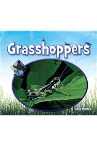 Grasshoppers