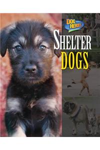 Shelter Dogs